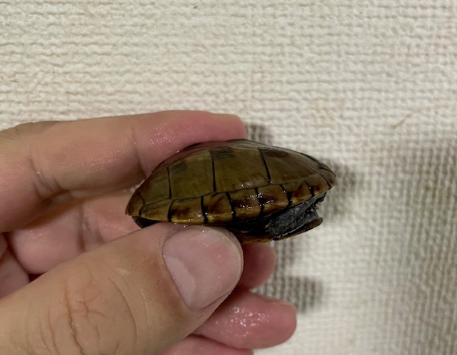 ミスジドロガメ（甲長４．５ｃｍ）