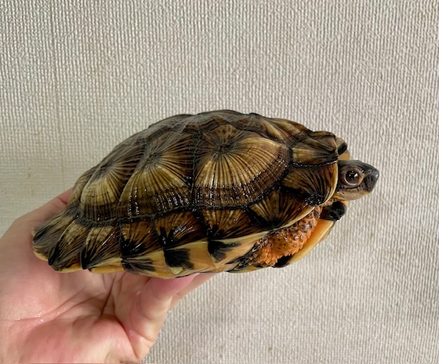 モリイシガメイエロー（甲長１８ｃｍ）メス