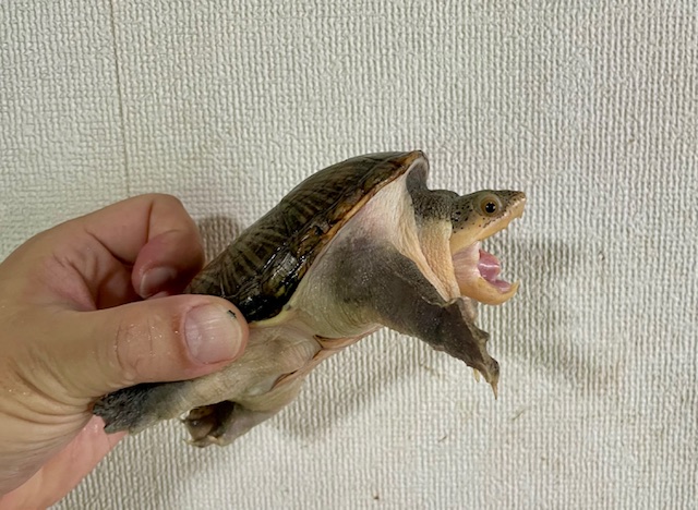 ハラガケガメ（甲長１１ｃｍ）メス　多甲個体