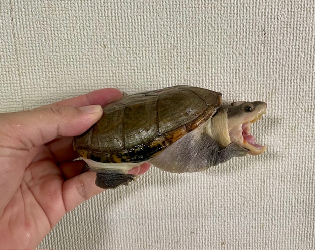 ハラガケガメ（甲長１１ｃｍ）メス