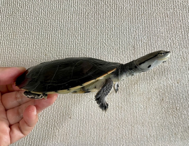 ヒラリーカエルガメ（甲長１２ｃｍ）