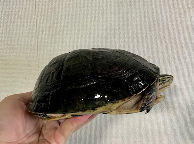 ジャワハコガメ（甲長１８ｃｍ）オス