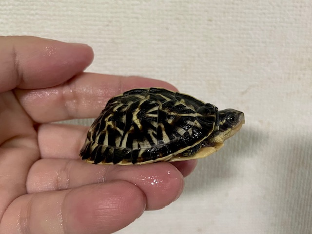 フロリダハコガメ（甲長５ｃｍ）