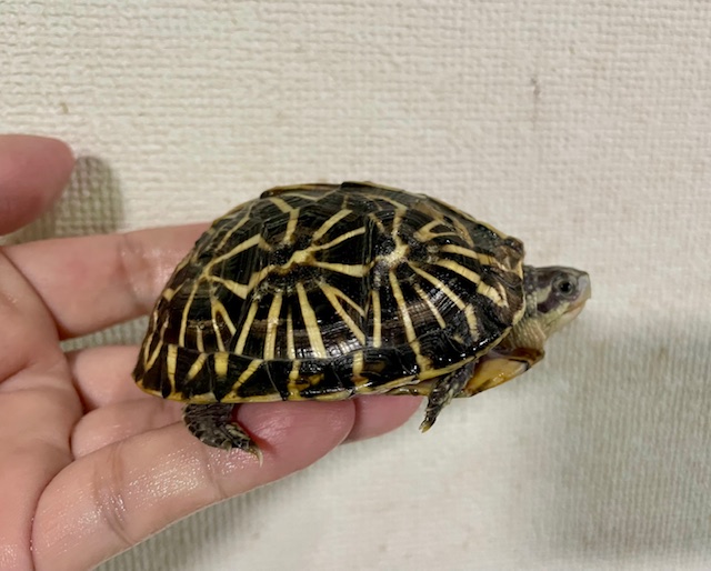 フロリダハコガメ（甲長８ｃｍ）tsdメス