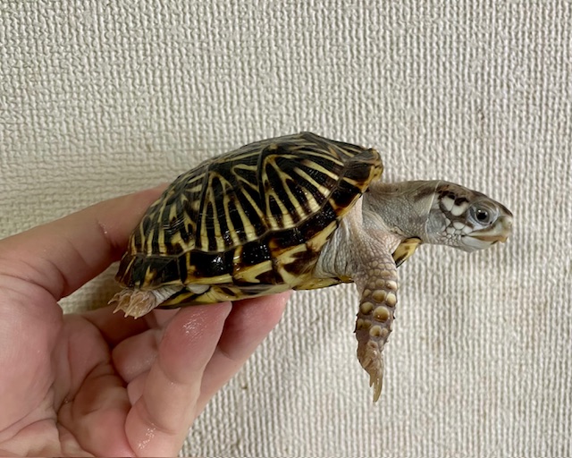 キタニシキハコガメ（甲長９．５ｃｍ）メス