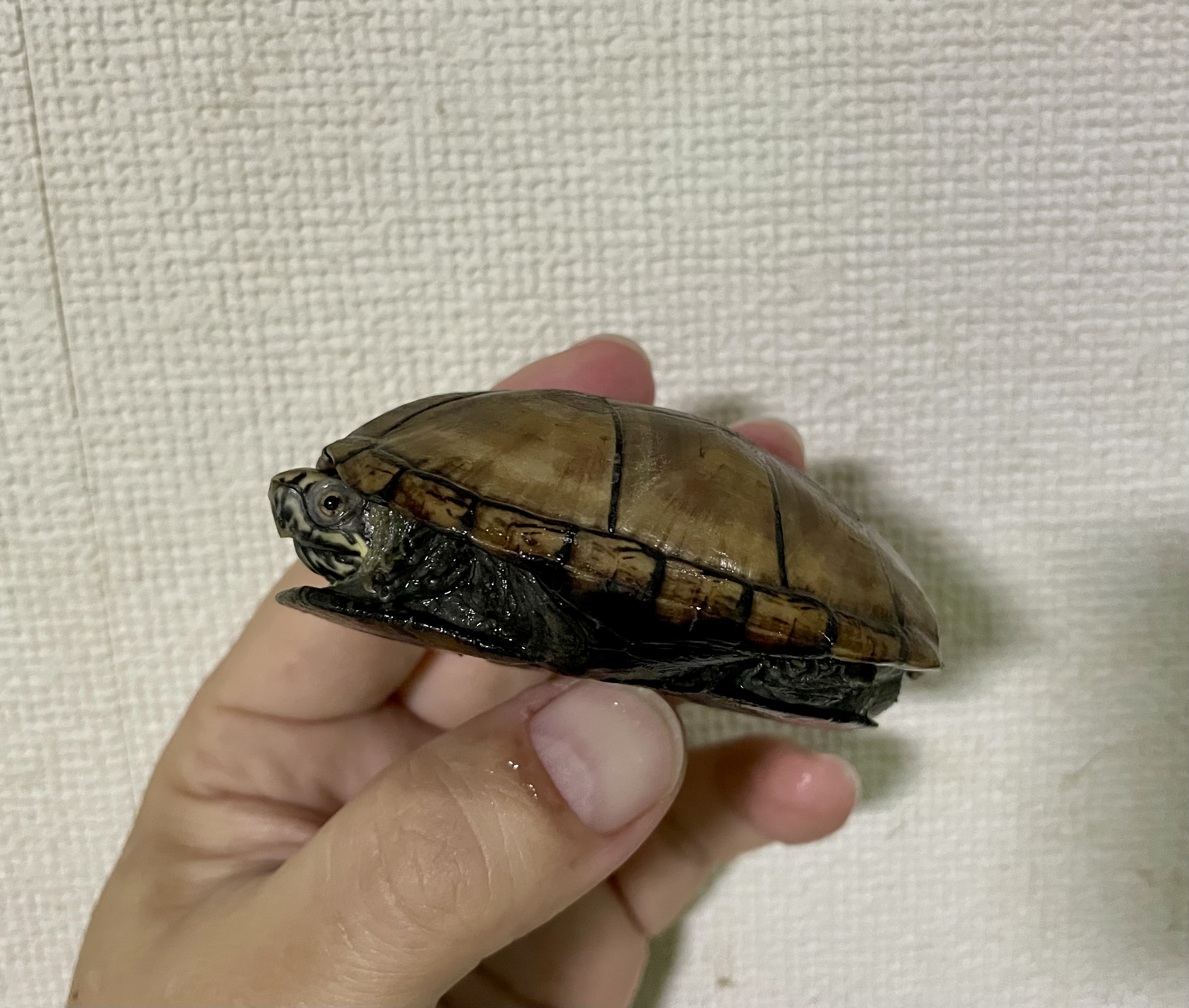 ミシシッピドロガメ（甲長７ｃｍ）オス