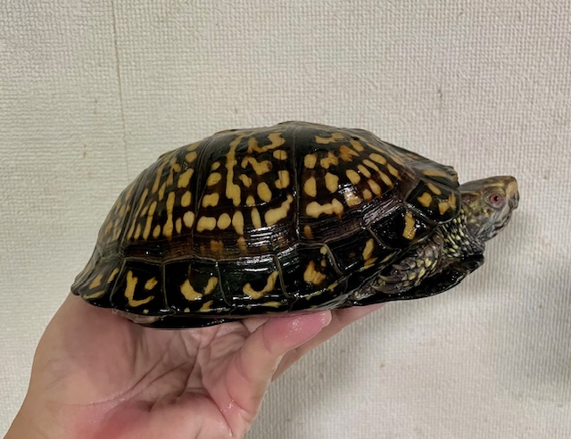 ブラックガルフコーストハコガメ（甲長１８ｃｍ）オス