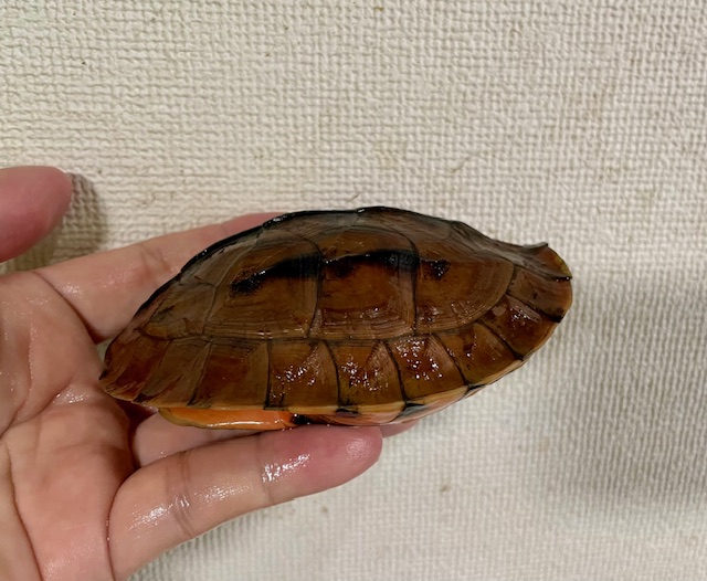 ベトナムミスジハコガメ（甲長１１ｃｍ）メス