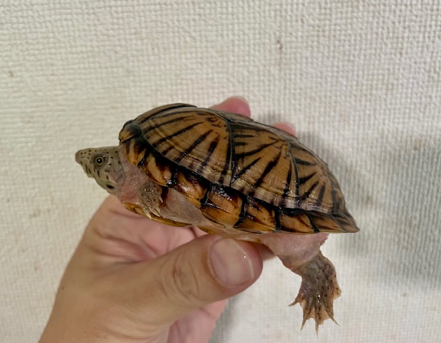 オオアタマヒメニオイガメ（甲長８．５ｃｍ）メス