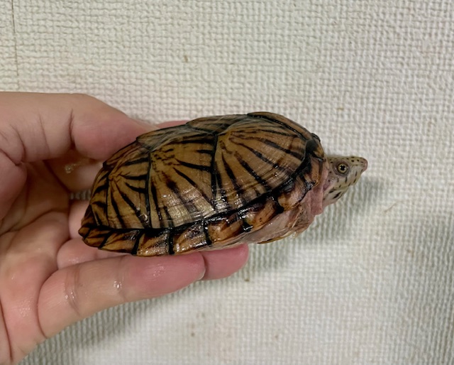 オオアタマヒメニオイガメ（甲長８．５ｃｍ）メス