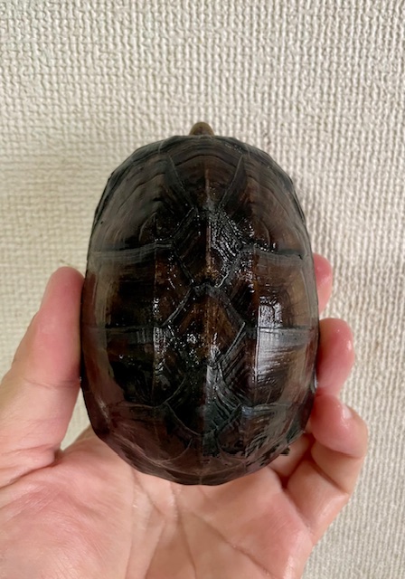 ホオアカドロガメ(甲長10cm)メス②