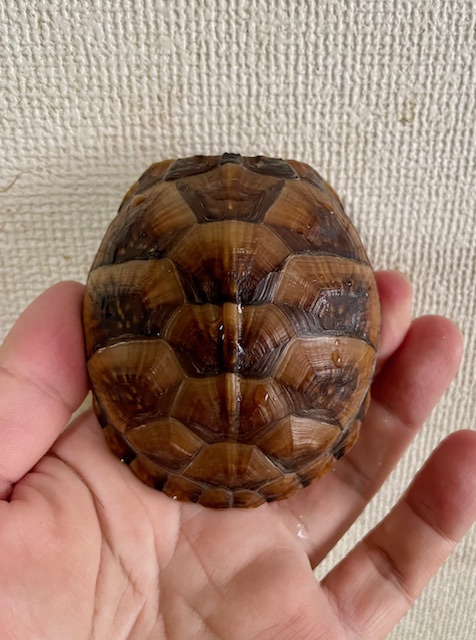 ミツユビハコガメ(甲長8cm)tsdメス