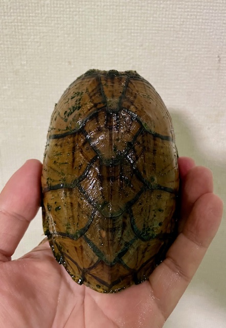 スジクビヒメニオイガメ(甲長11cm)メス