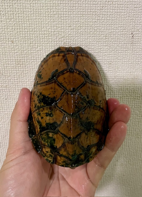 スジクビヒメニオイガメ(甲長11cm)オス