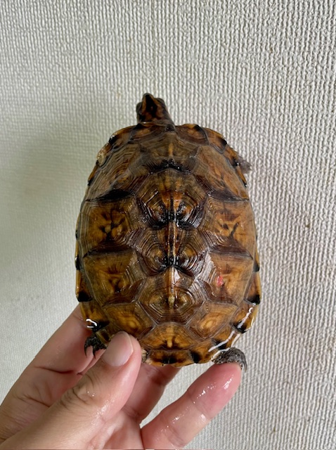ガルフコーストハコガメ(甲長11.5cm)