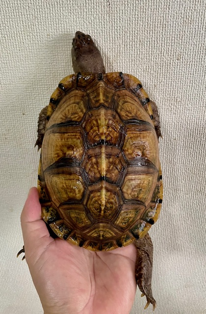 ガルフコーストハコガメ(甲長17cm)メス 尾切れ