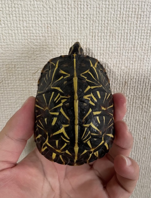 フロリダハコガメ(甲長8cm)tsdオス