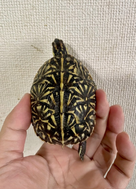 フロリダハコガメ(甲長7.5cm)tsdメス