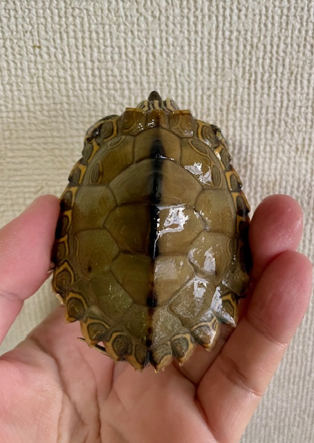 ギボンズチズガメ(甲長8cm)