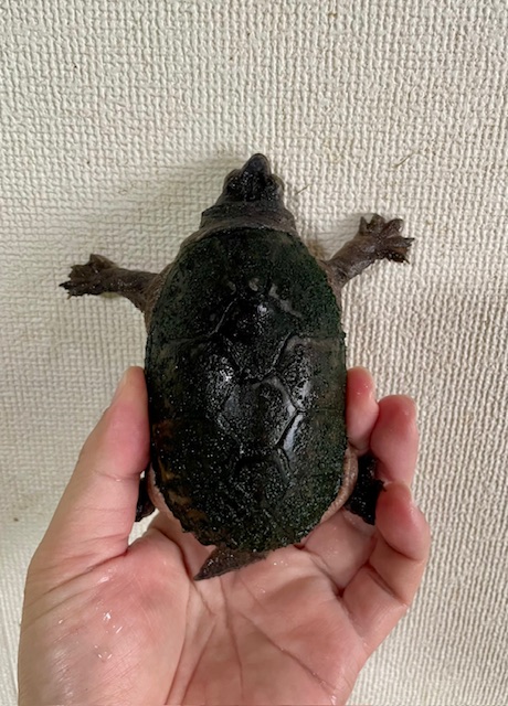 フロリダドロガメ（甲長１０ｃｍ）オス