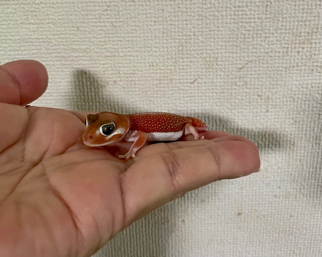 ナメハダタマオヤモリ　パターンレスhetアルビノ　オス