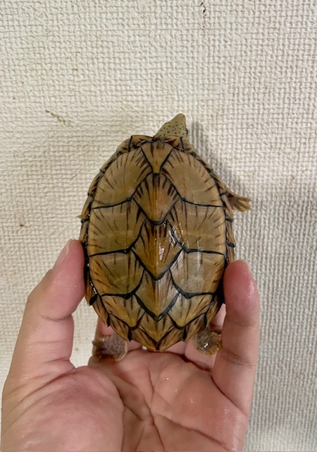 カブトニオイガメ（甲長９ｃｍ）メス
