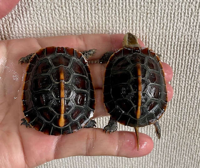 チュウゴクセマルハコガメ　ベビー
