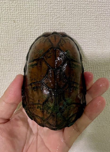 スジクビヒメニオイガメ(甲長10.5cm)メス