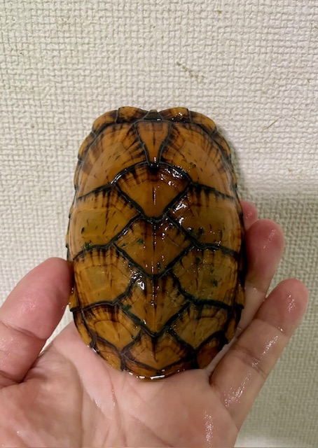 スジクビヒメニオイガメ(甲長10.5cm)オス