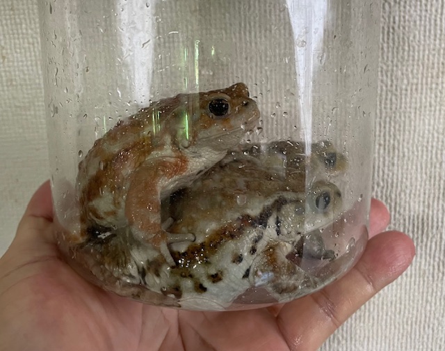 ミヤコヒキガエル(北大東島産)