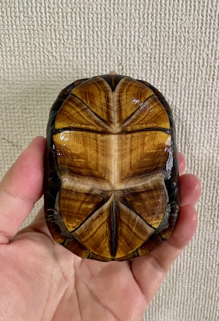 ホオアカドロガメ（甲長１０ｃｍ）メス②