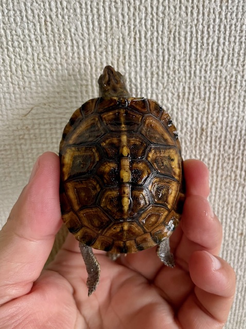 ガルフコーストハコガメ(甲長6cm)