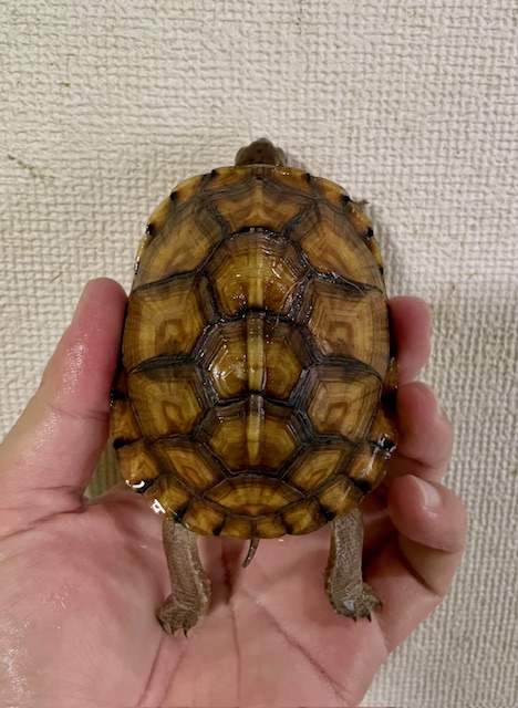 ガルフコーストハコガメ(甲長9cm)