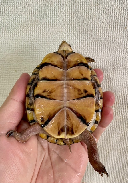 ミツユビハコガメ（甲長８ｃｍ）tsdメス