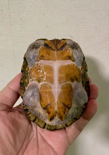 スジクビヒメニオイガメ（甲長１１ｃｍ）メス