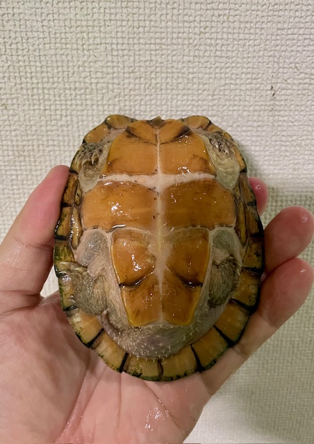 スジクビヒメニオイガメ（甲長１１ｃｍ）オス