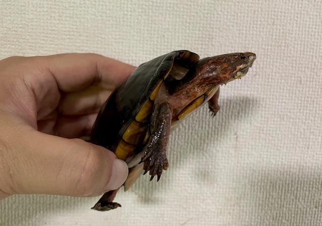 ハナナガドロガメ　トリオ（オス１、メス２）