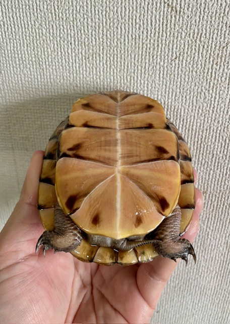 ガルフコーストハコガメ（甲長１１．５ｃｍ）