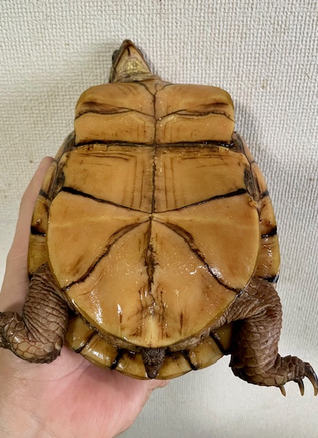 ガルフコーストハコガメ（甲長１７ｃｍ）メス　尾切れ