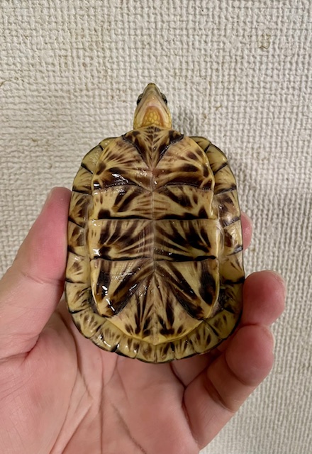 フロリダハコガメ（甲長８ｃｍ）tsdオス
