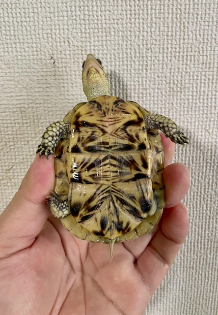 フロリダハコガメ（甲長７．５ｃｍ）tsdメス