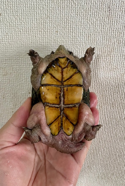 フロリダドロガメ（甲長１０ｃｍ）オス