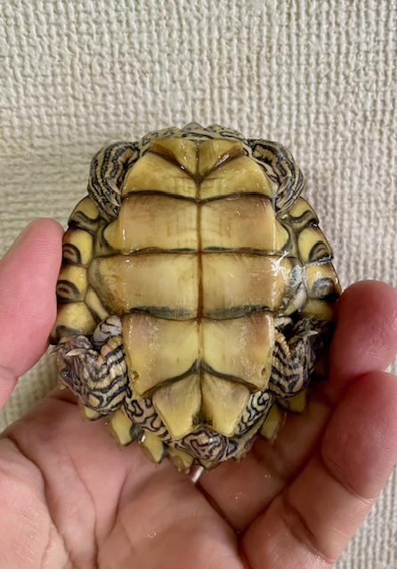 ギボンズチズガメ（甲長８ｃｍ）