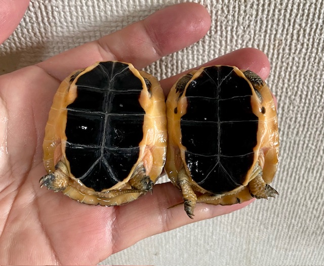 チュウゴクセマルハコガメ　ベビー