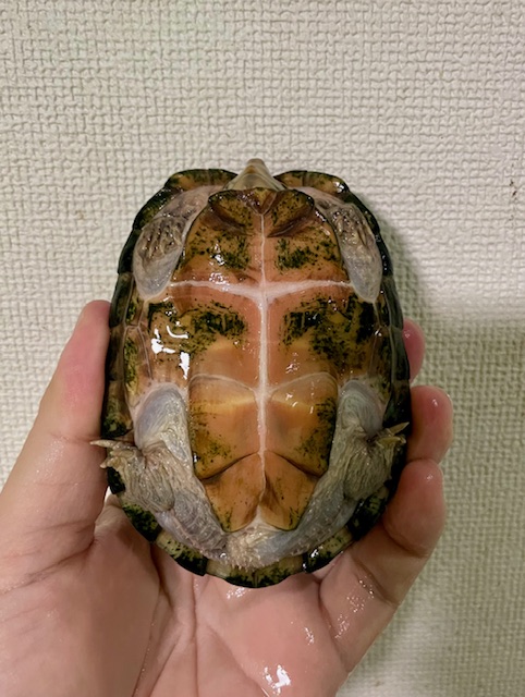 スジクビヒメニオイガメ（甲長１０．５ｃｍ）メス