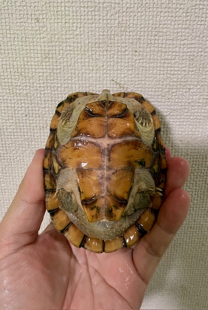 スジクビヒメニオイガメ（甲長１０．５ｃｍ）オス