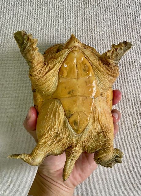 ハラガケガメ（甲長１５ｃｍ）オス