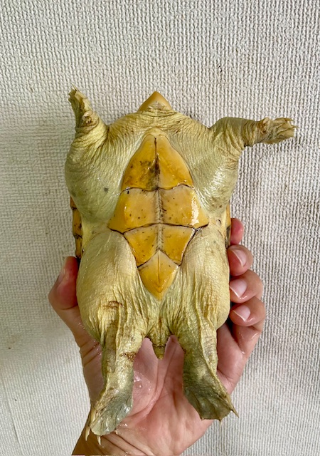 ハラガケガメ（甲長１４．５ｃｍ）メス
