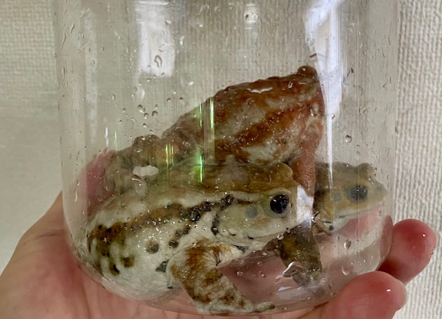 ミヤコヒキガエル（北大東島産）