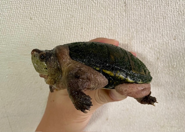 フロリダドロガメ（甲長１０ｃｍ）オス
